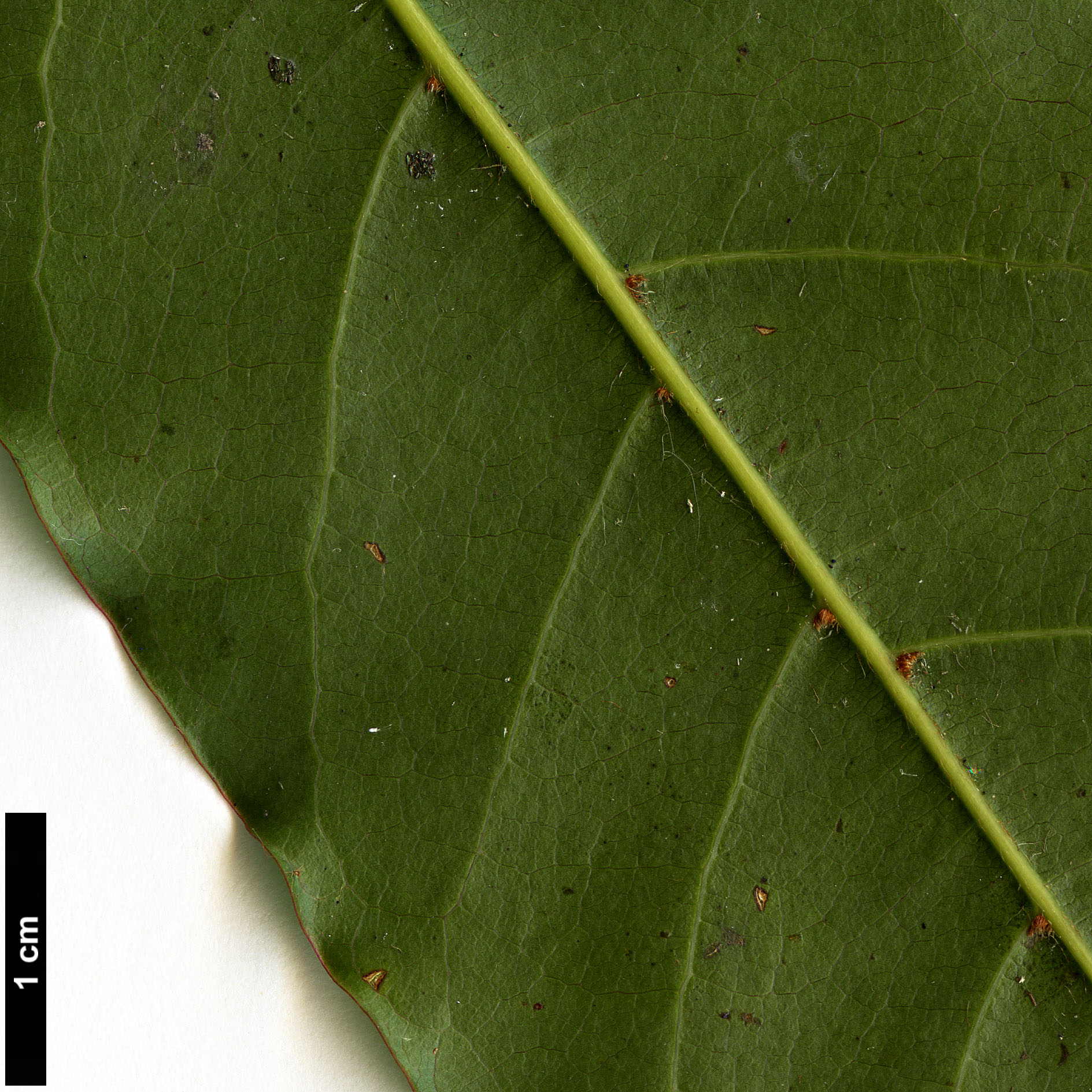 High resolution image: Family: Sapindaceae - Genus: Acer - Taxon: laevigatum - SpeciesSub: var. salweenense